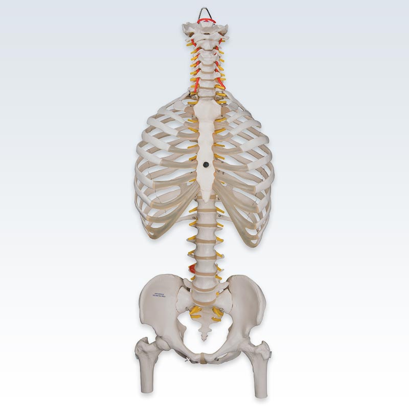 Flexible Spine with Ribs and Femur Heads Model