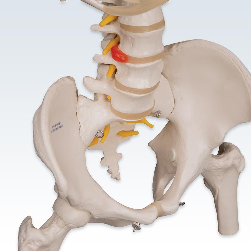 Flexible Spine with Ribs and Femur Heads Model Detail