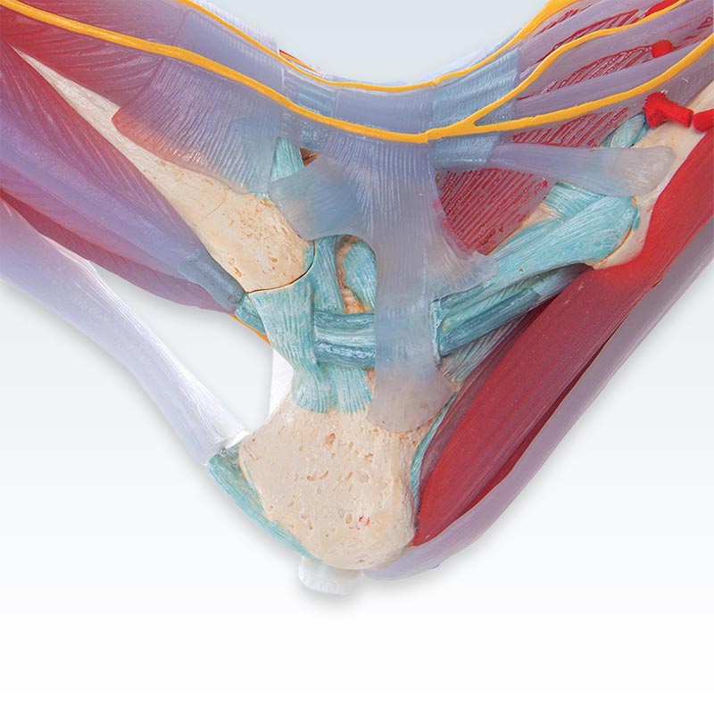 Foot Skeleton with Ligaments and Muscles Heel