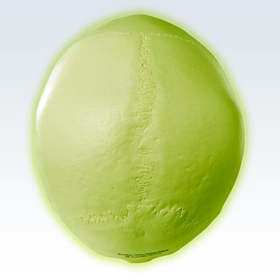 Green Glow-in-the-Dark Skull Model Top