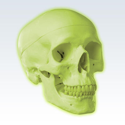 Green Glow-in-the-Dark Skull Model