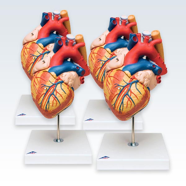 meta-4 Heart Esophagus and Trachea Model