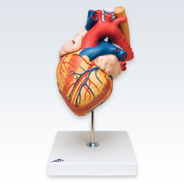 Heart Esophagus and Trachea Model