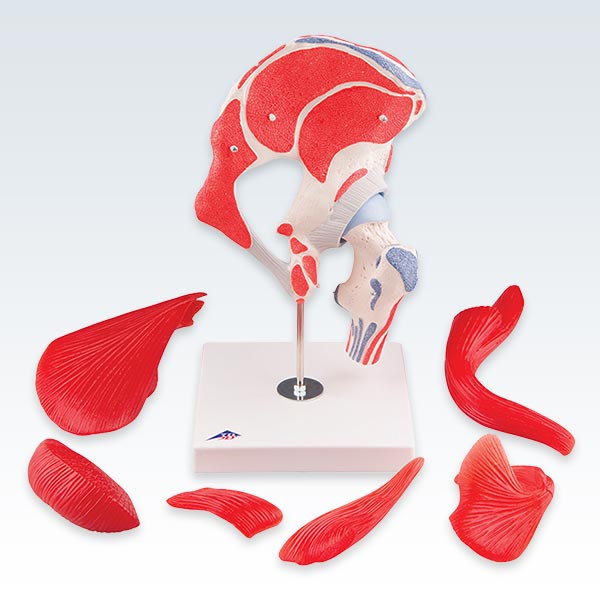 Hip Joint with Removable Muscles Model Disassembled