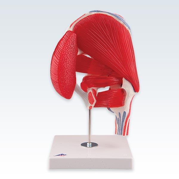Hip Joint with Removable Muscles Model Front View