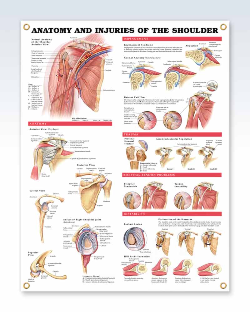 Laminated Injuries of Shoulder Anatomy Posters