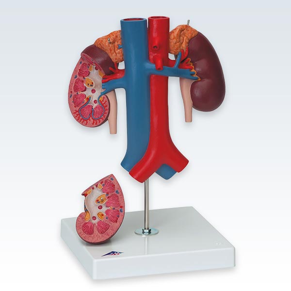 Kidneys Model