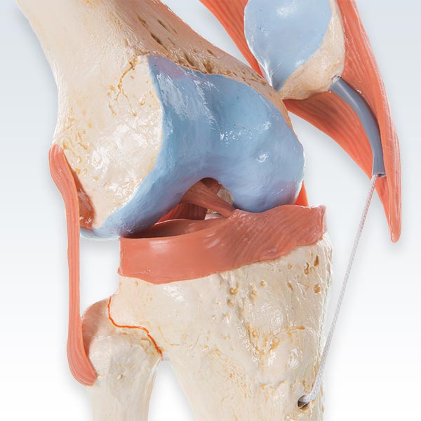 Deluxe Human Knee Joint Model Knee Detail