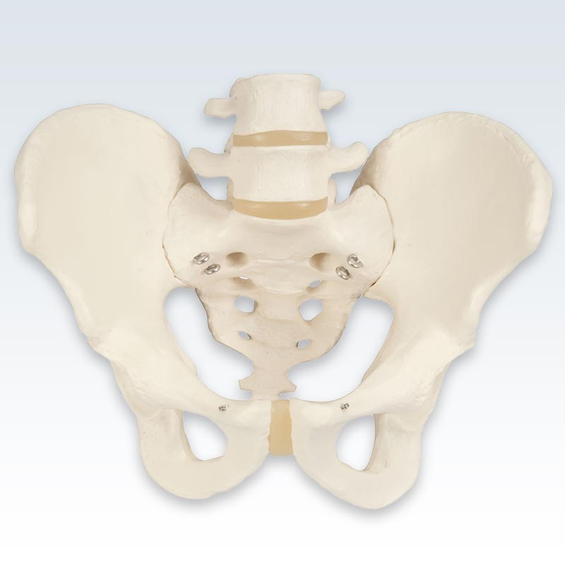 Male Pelvis Skeleton Anterior Model