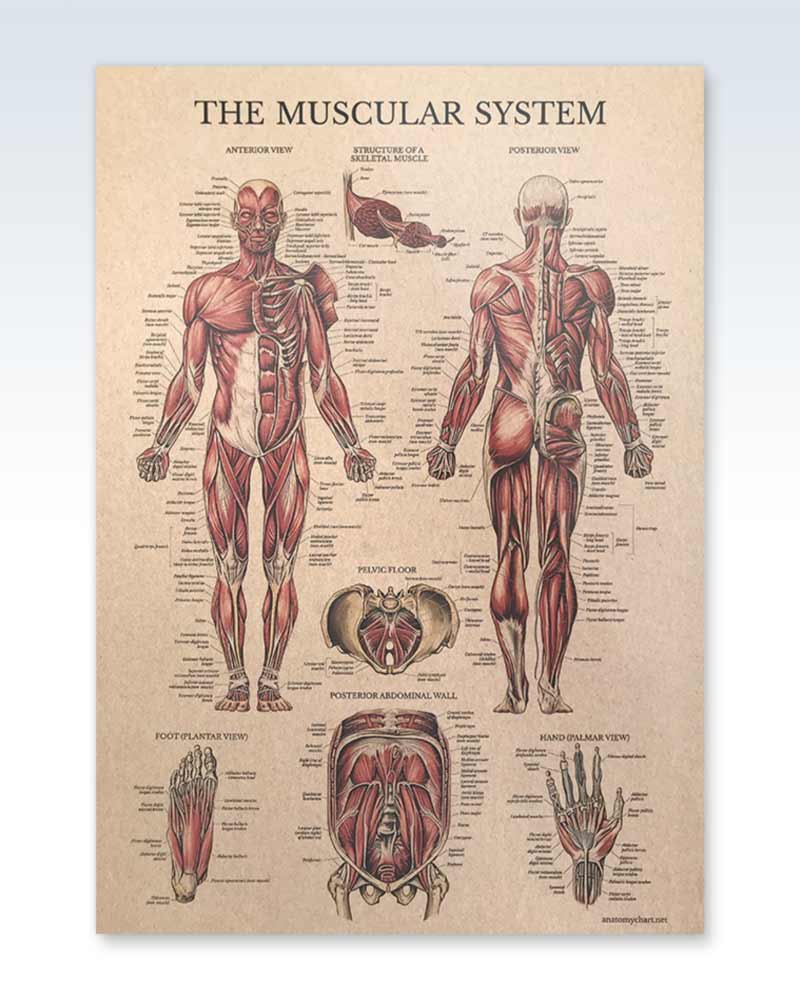 The Female Muscular System Laminated Anatomy Chart