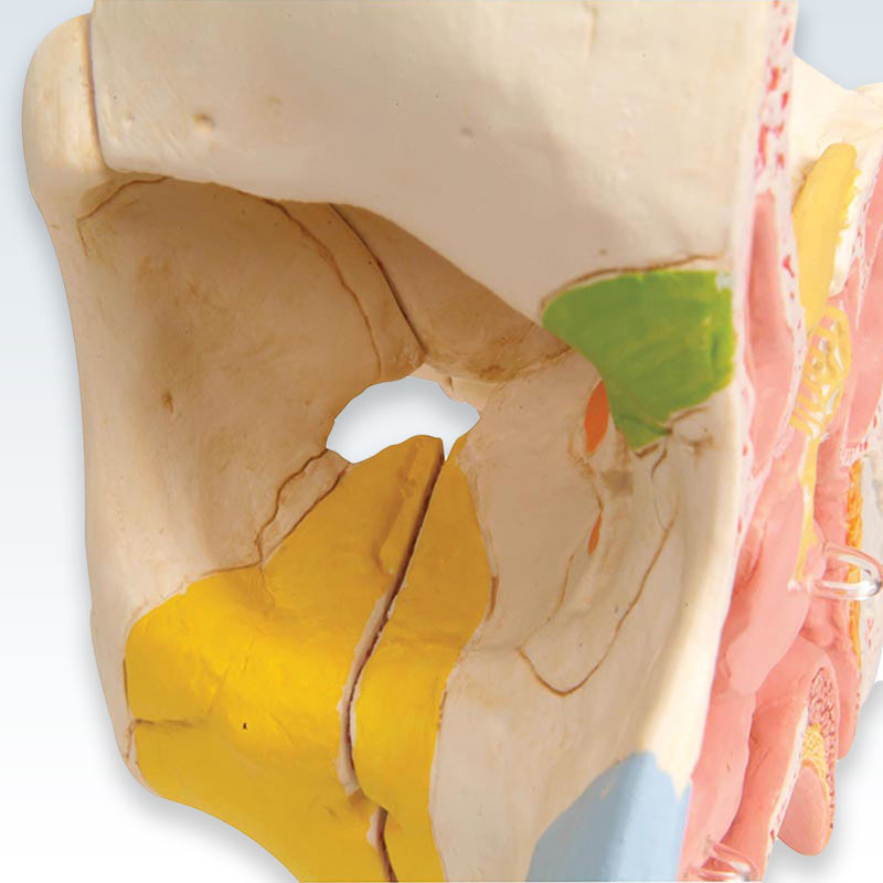 Paranasal Sinuses 5-Part Model Detail