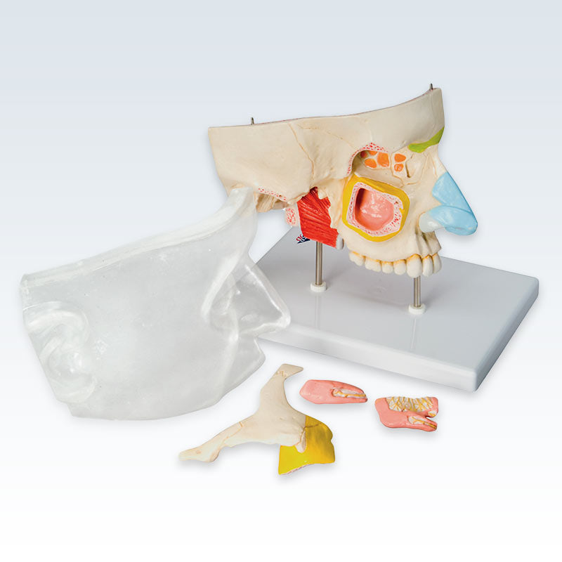 Paranasal Sinuses 5-Part Model Disassembly