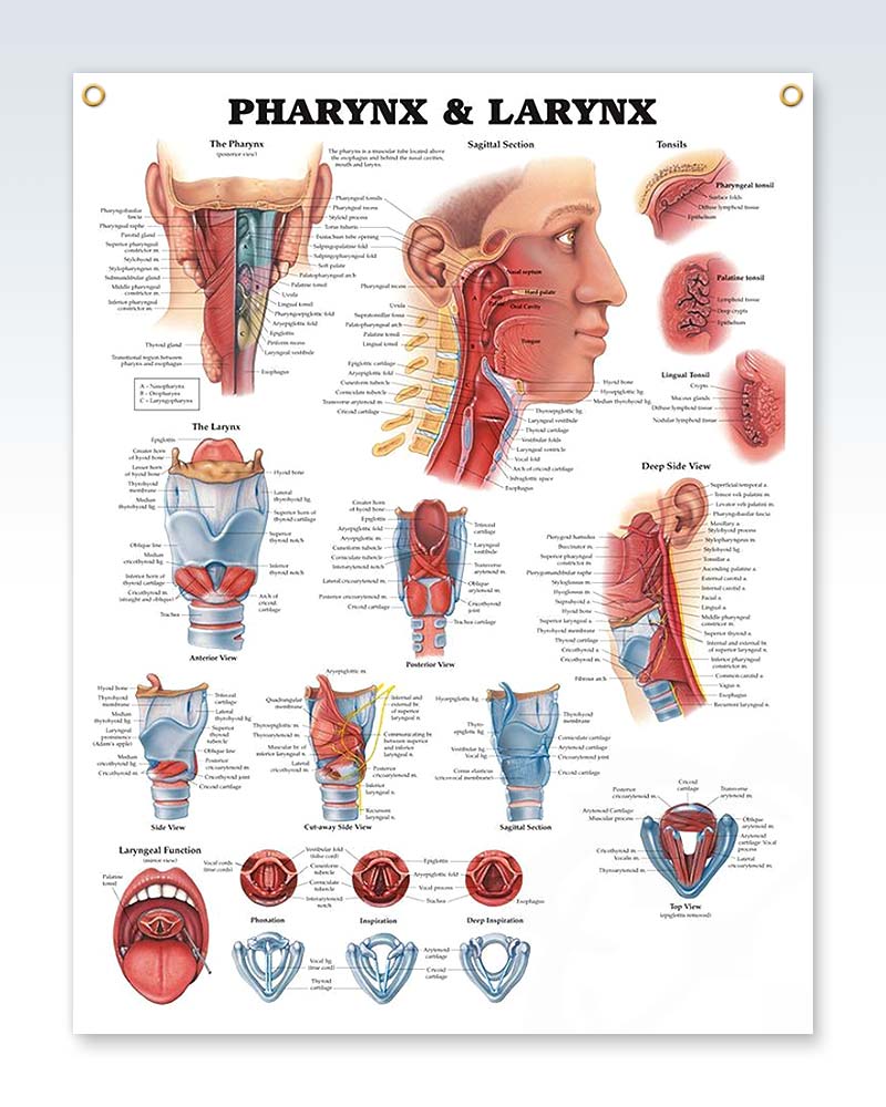 Pharynx & Larynx Laminated Chart 20x26