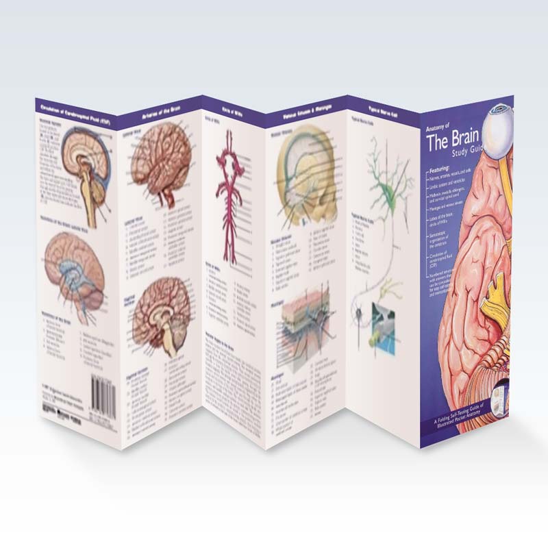 thumbnail image 2 of Anatomy Lab Human Brain Anatomy Poster, LAMINATED, Hungary 2 of 12