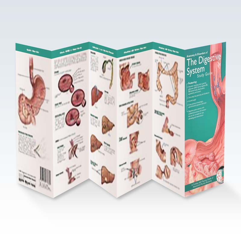 The Digestive System Study Guide (2E) 4x9 | ClinicalPosters