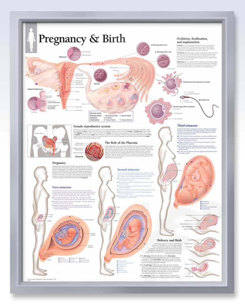 Pregnancy & Birth Chart 22x28