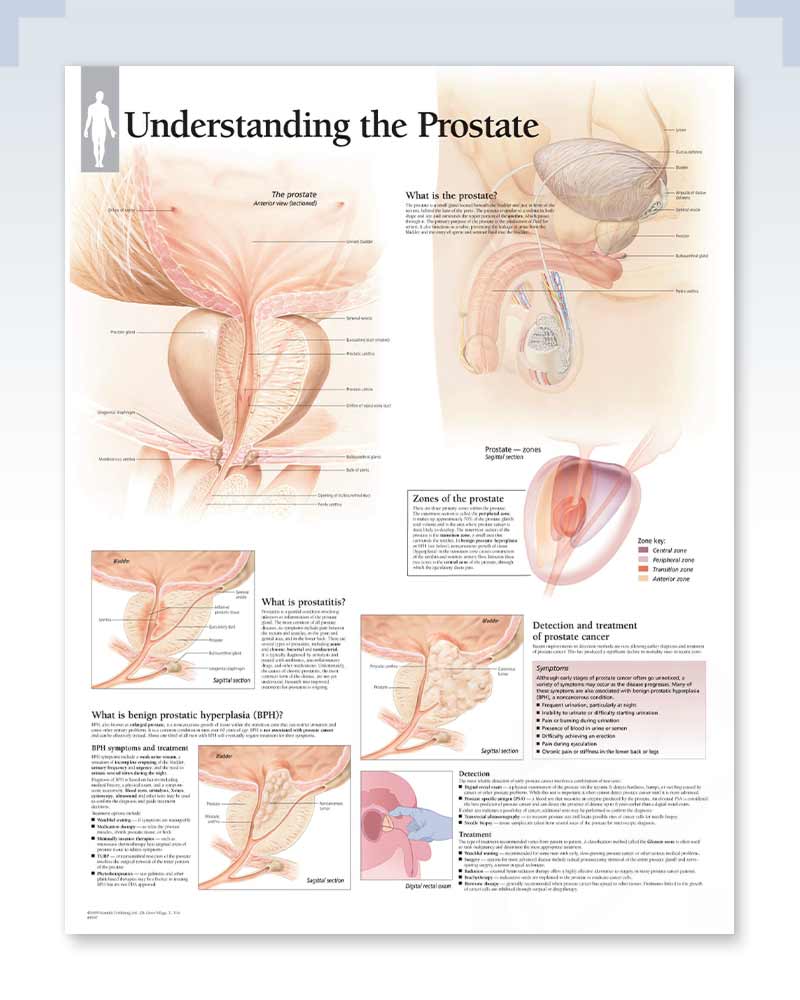 http://clinicalposters.com/cdn/shop/products/prostate-28.jpg?v=1621526057&width=2048