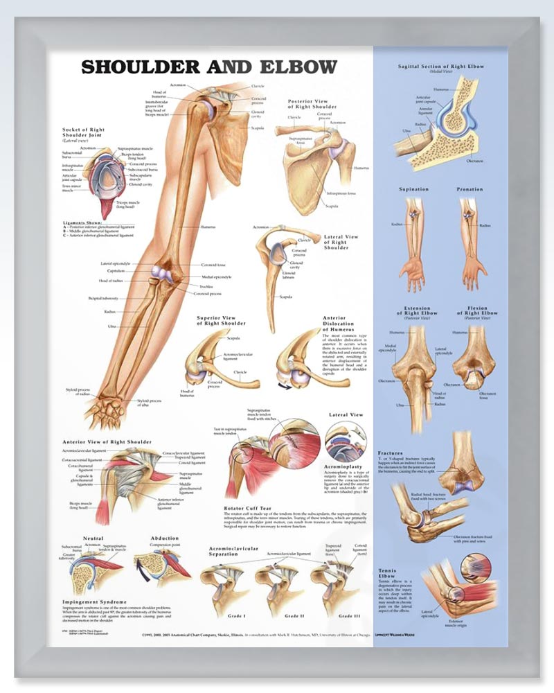 Shoulder and Elbow Chart 20x26