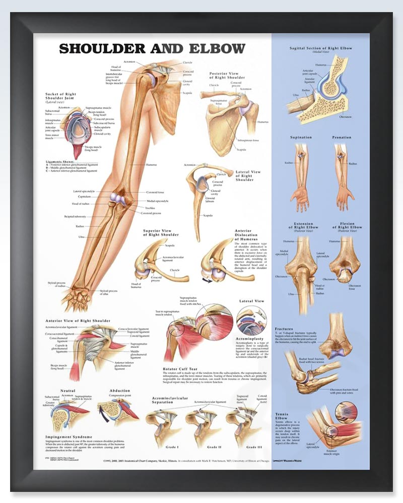 Shoulder and Elbow Chart 20x26