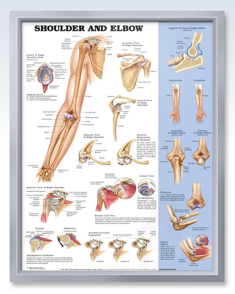 Shoulder and Elbow Chart 20x26