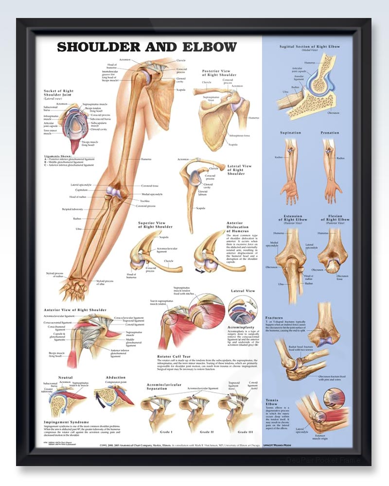 Shoulder and Elbow Chart 20x26