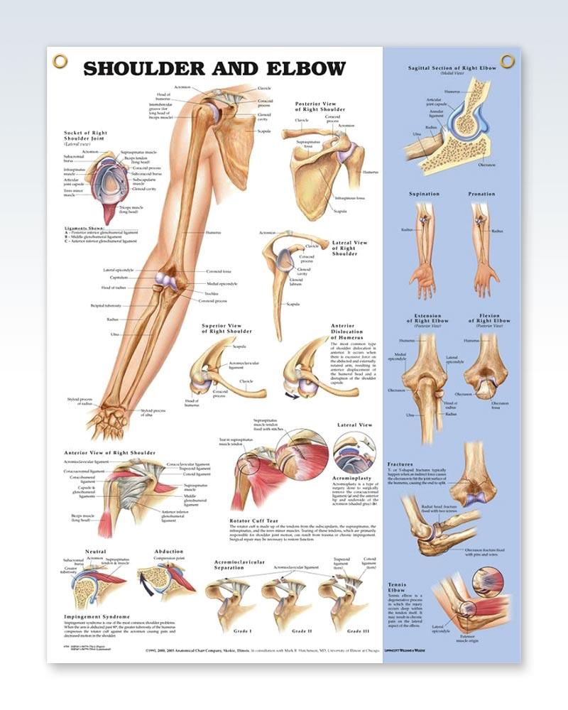 Joints Of The Upper Extremities Laminated Anatomical Chart