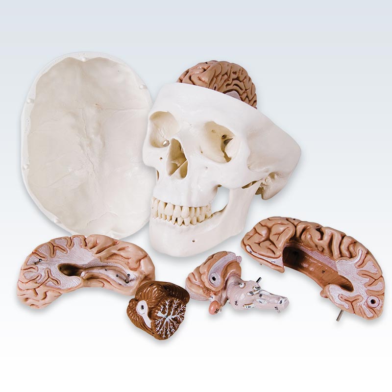 Disassembled model brain