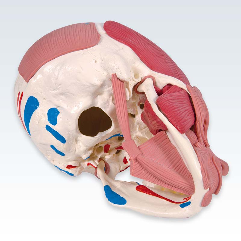 Skull with Facial Muscles Model Detail