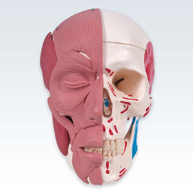 Skull with Facial Muscles Model Anterior