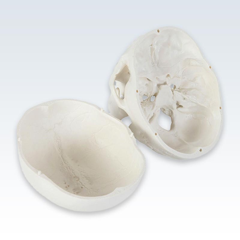 Life-Size Human Skull Model Halves