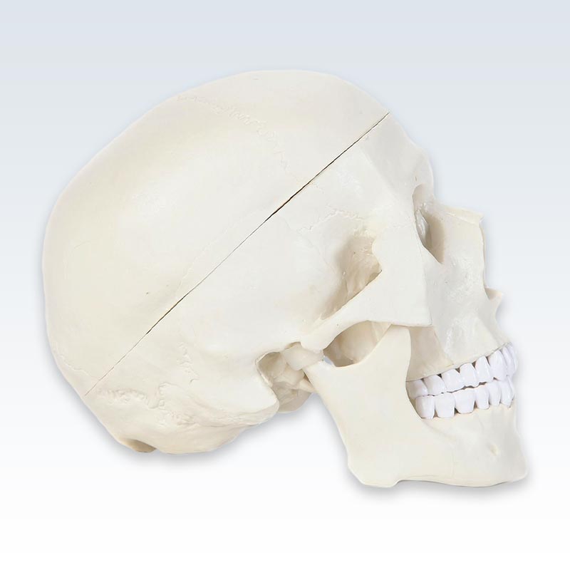 Life-Size Human Skull Model Lateral