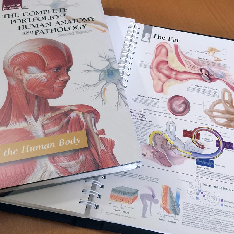 Portfolio of Human Anatomy and Pathology Inside