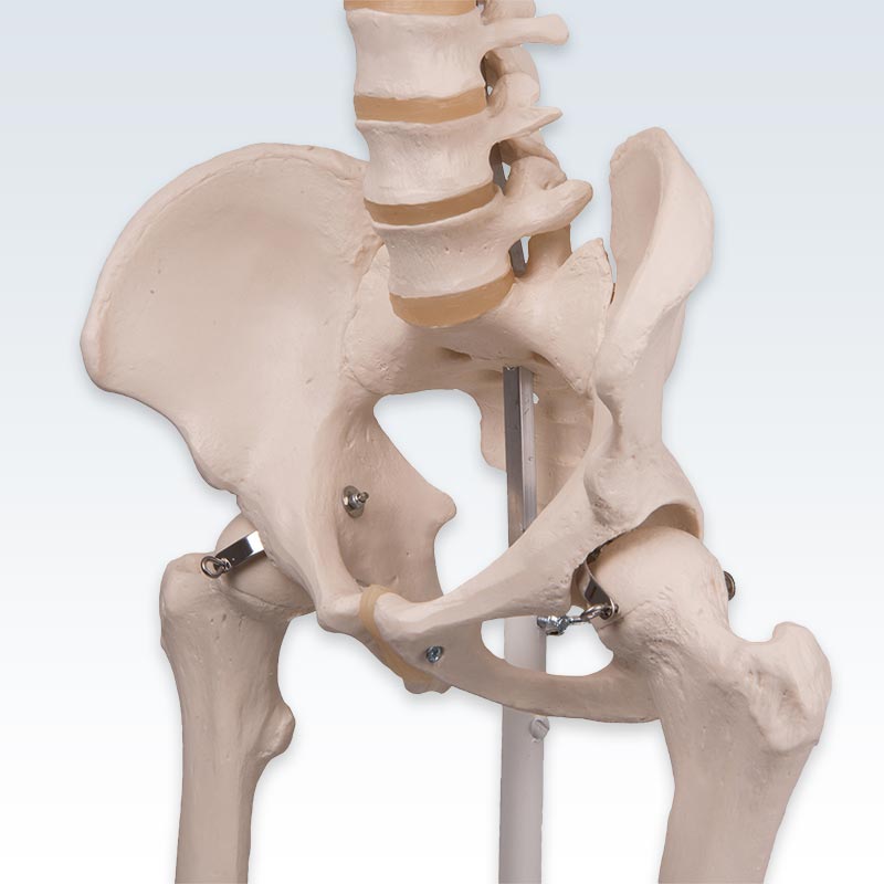 Stan Human Skeleton Model Pelvis