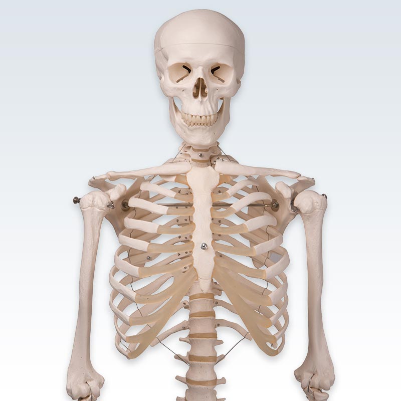 Stan Human Skeleton Model Torso