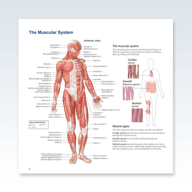 Systems of the Human Body - Muscular