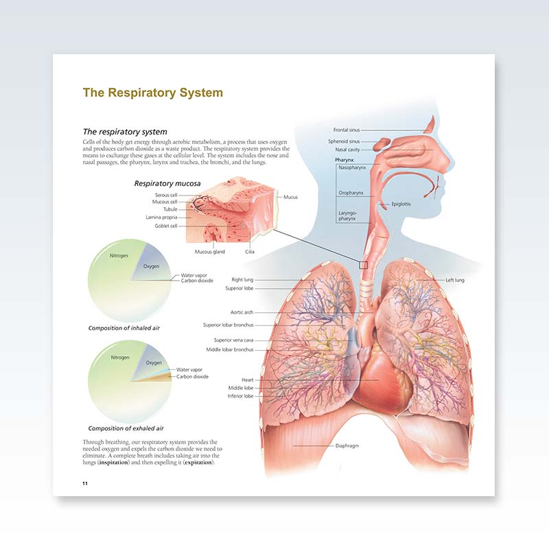 Systems of the Human Body - Respiratory