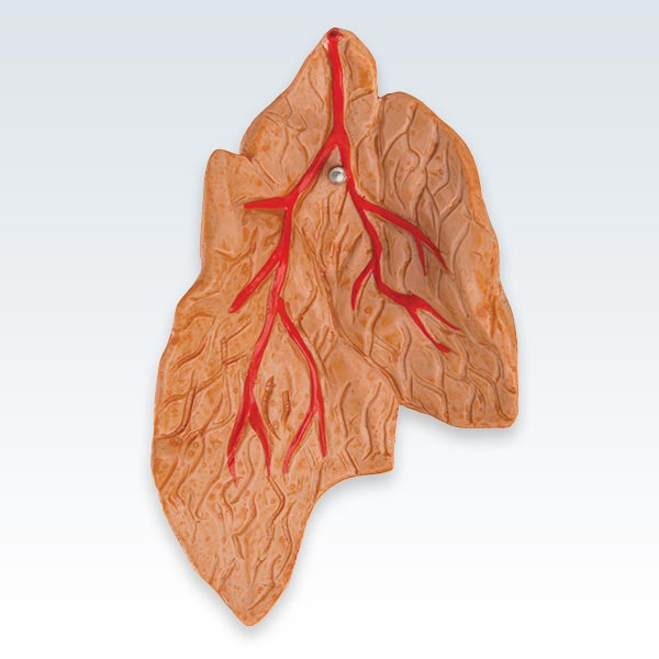 Thymus With Heart Model