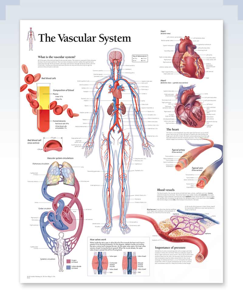 clinical anatomy of the vascular system