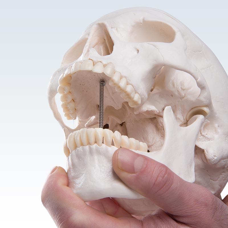 3-Part Human Skull Model Jaw