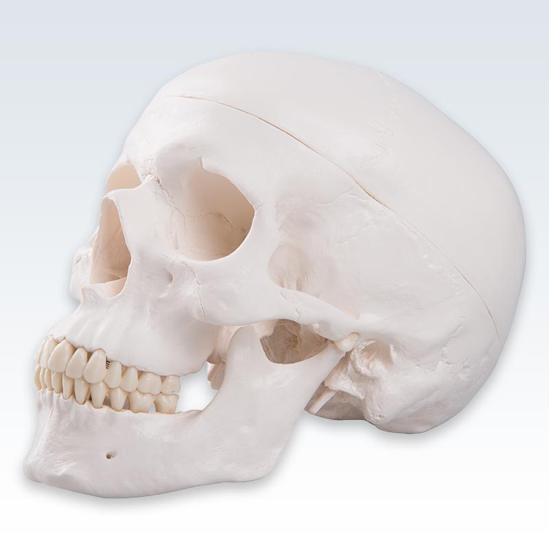 3-Part Human Skull Model Lateral