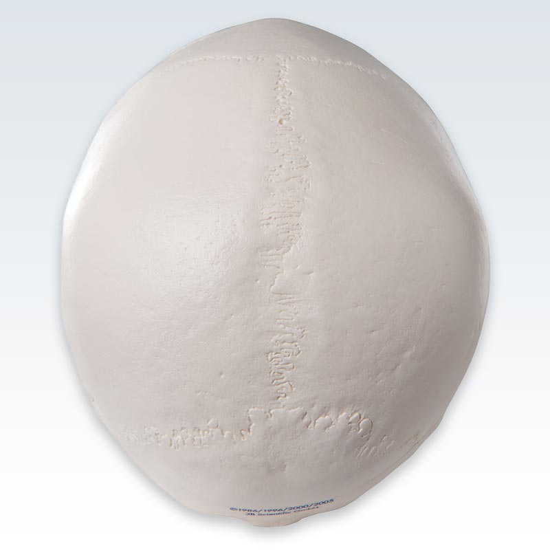 3-Part Human Skull Model Top View