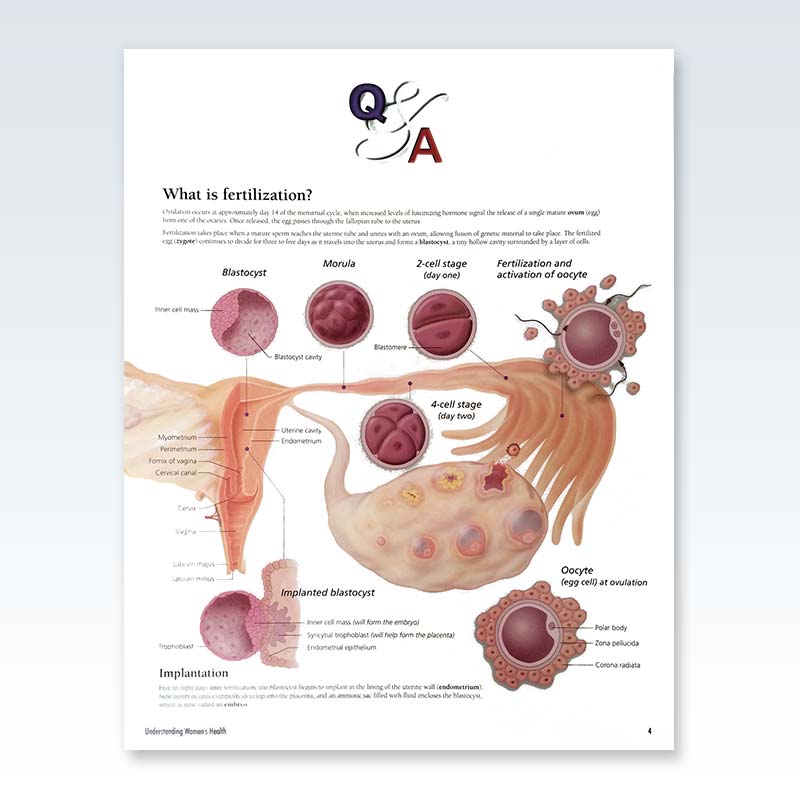 Understanding Women’s Health Flip Chart Page 4