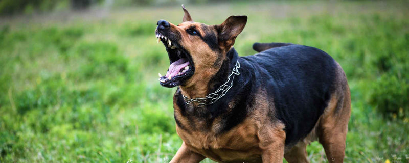 How To Protect Yourself From Dog Attacks | ClinicalReads