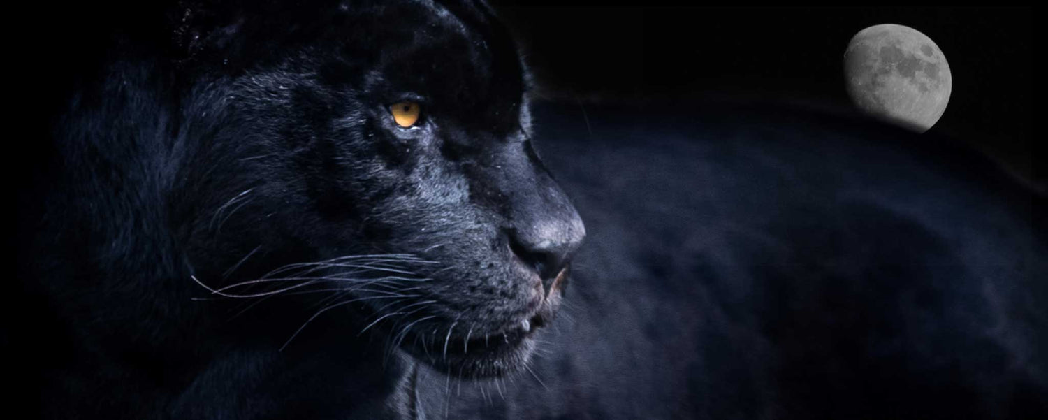 Black Panther wild cat
