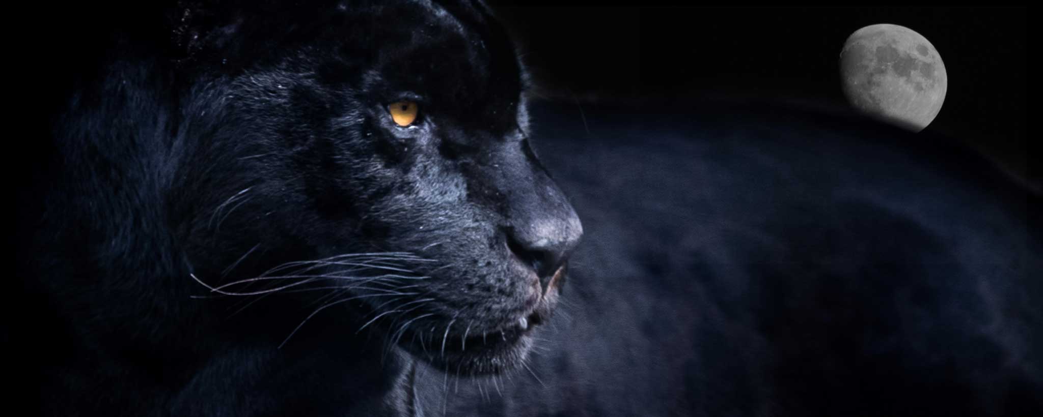 'Black Panther wild cat'
