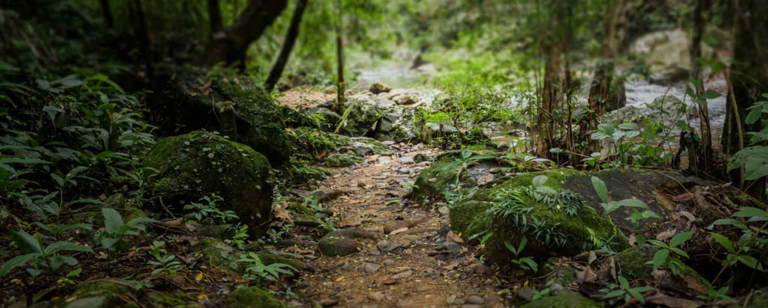 A forest path