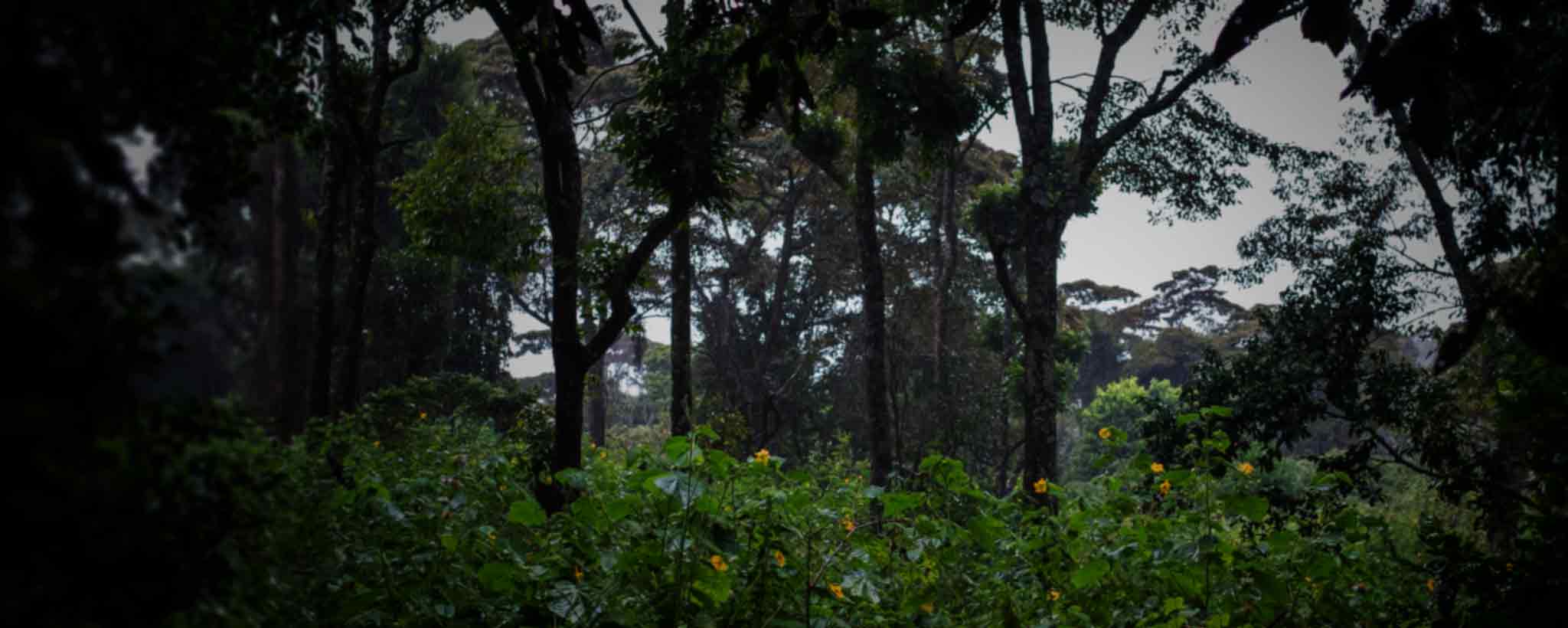 'A dense, dark jungle.'