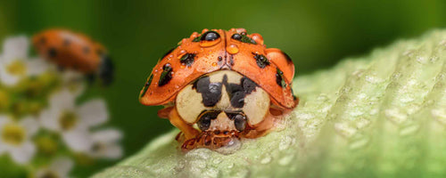 Orange ladybug on green leaf