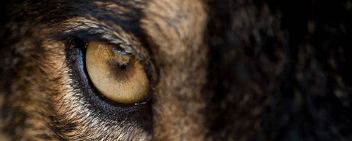 Wolf face