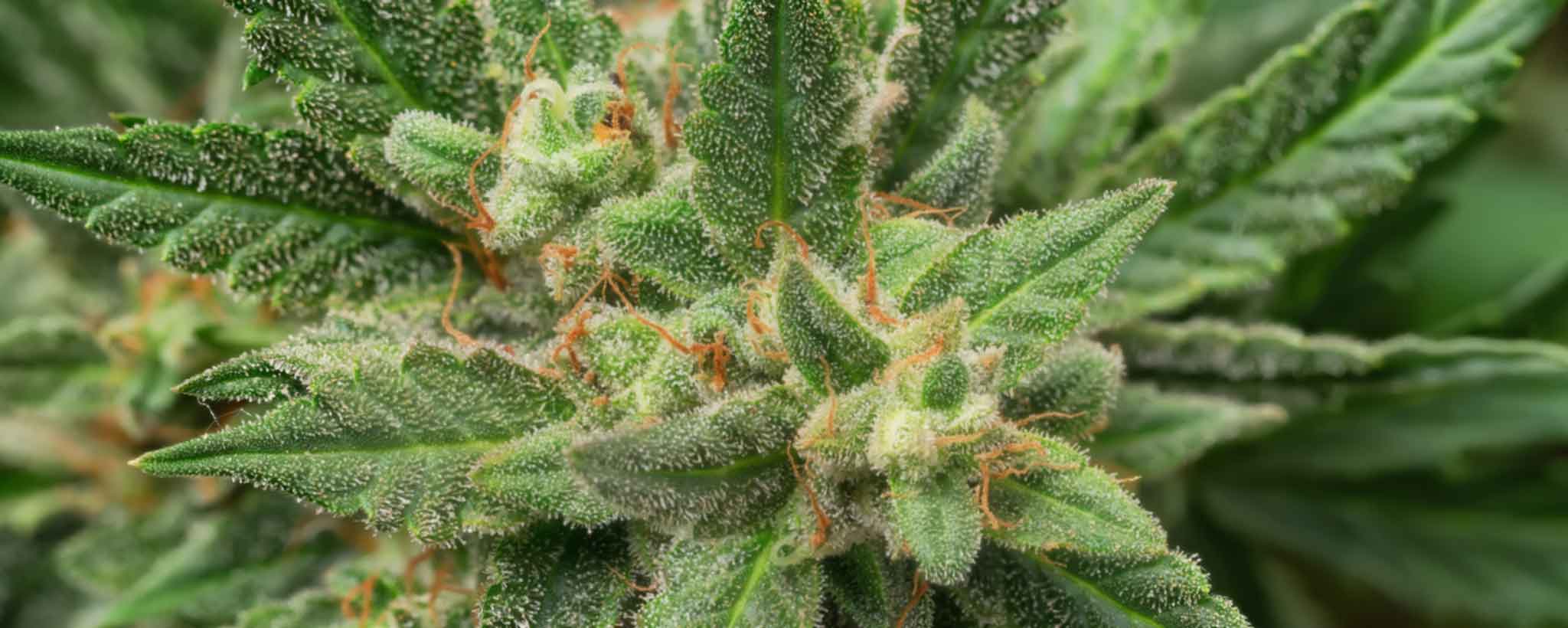 'Marijuana plant'